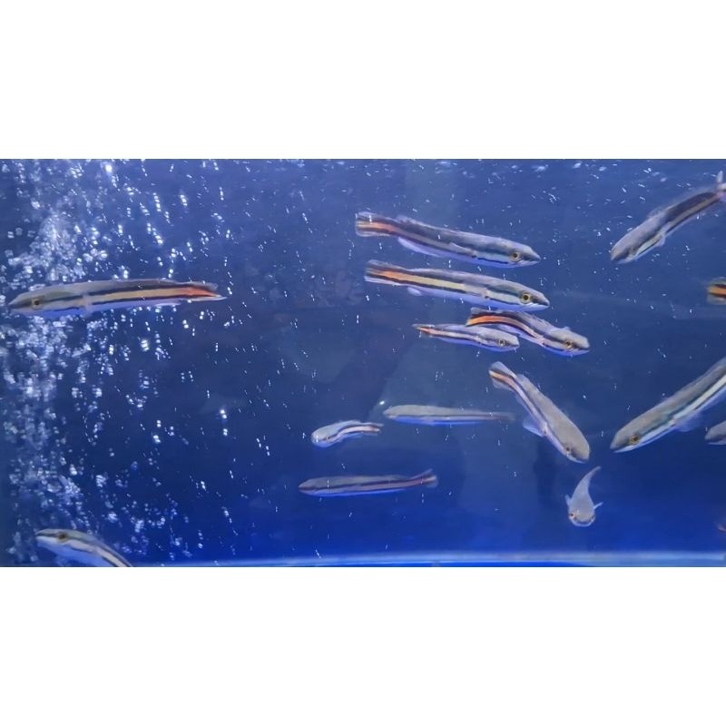 Hiasan Toman 10-12cm / micropeltes