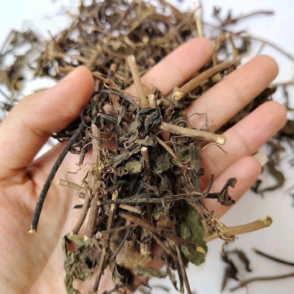 

Daun Kumis Kucing Asli Kering 100g