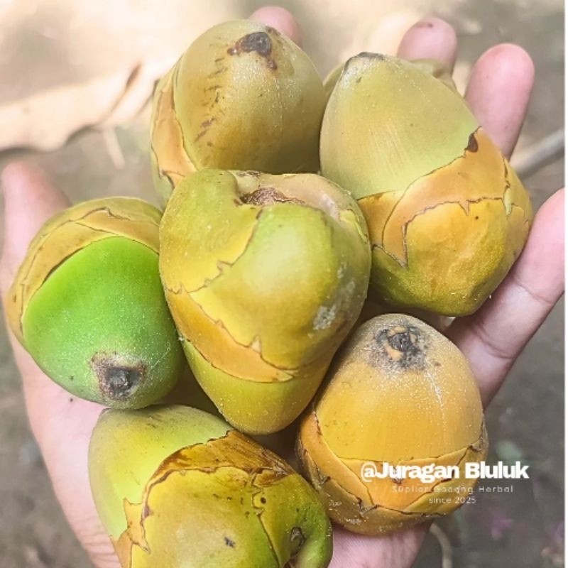 

Paket Isi 5 Biji Bluluk Pentil Kelapa Muda Kecil Fresh Superan Tembuluk Obat Herbal Jamu Diabetes