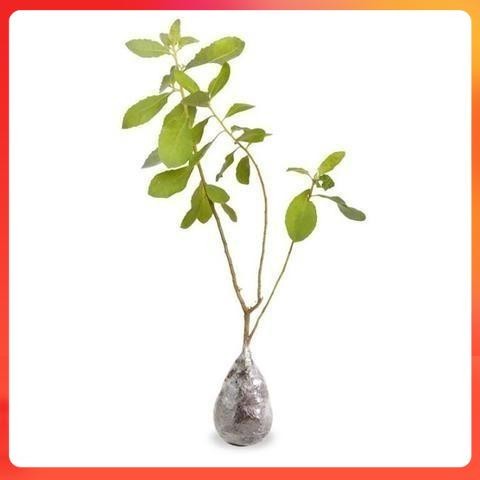 Bibit tanaman beluntas pohon pagar