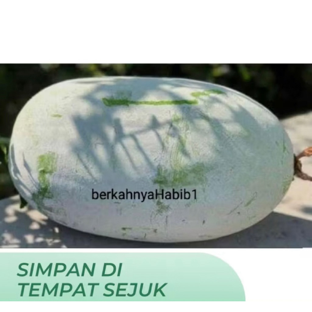 

Buah bligo kundur utuh glundungan beligo 2 - 2,8 kg