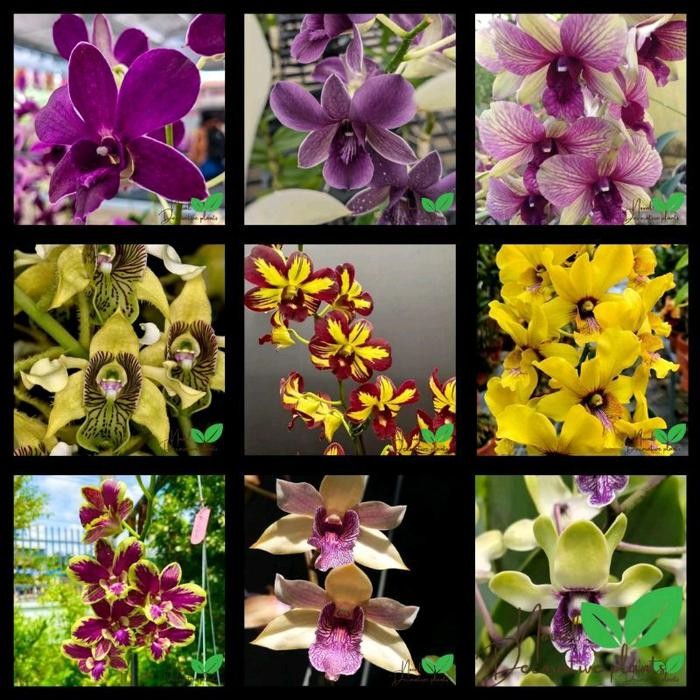 MURAH paket anggrek dendrobium 9 jenis bunga - anggrek dendrobium