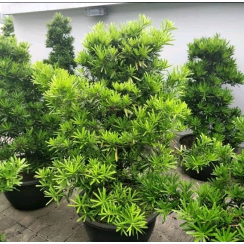 Tanaman Lohansung Cincuan / Bahan Bonsai Lohansung Taiwan tanaman bonsai