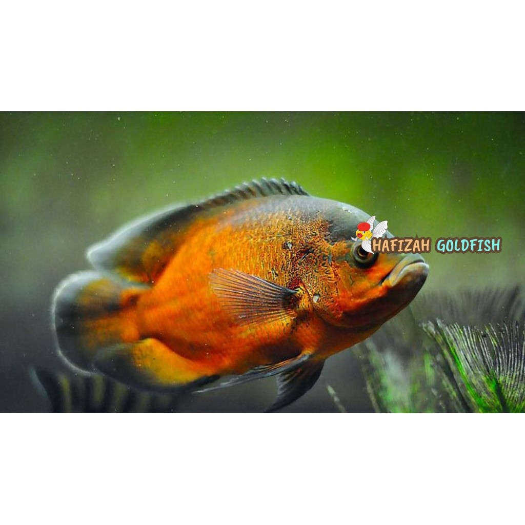 Oscar Black Red Tembaga 6 7 cm AQUARIUM