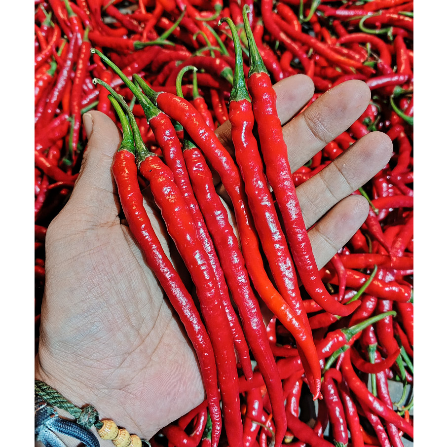 

Paket CMK Cabe cabai merah keriting 1kg cabai cabe merah keriting fresh harga 1kg