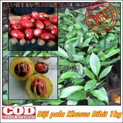 Promo BIJI BENIH BIBIT BUAH PALA 1KG SIAP TANAM