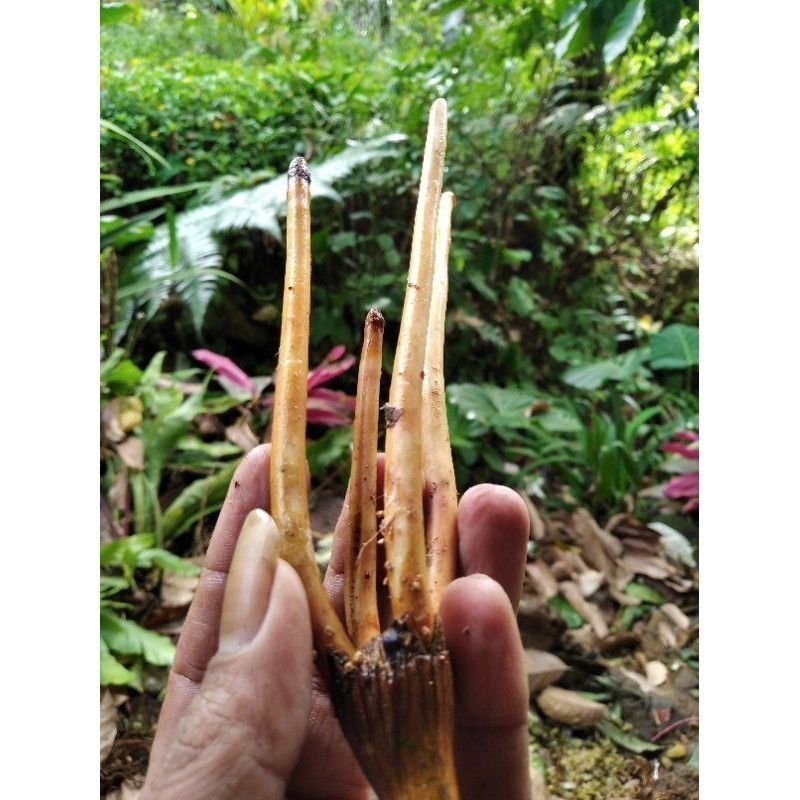 

New Promo akar pinang/akar jambe segar 500grm murah obat herbal alami COD A.S K. D