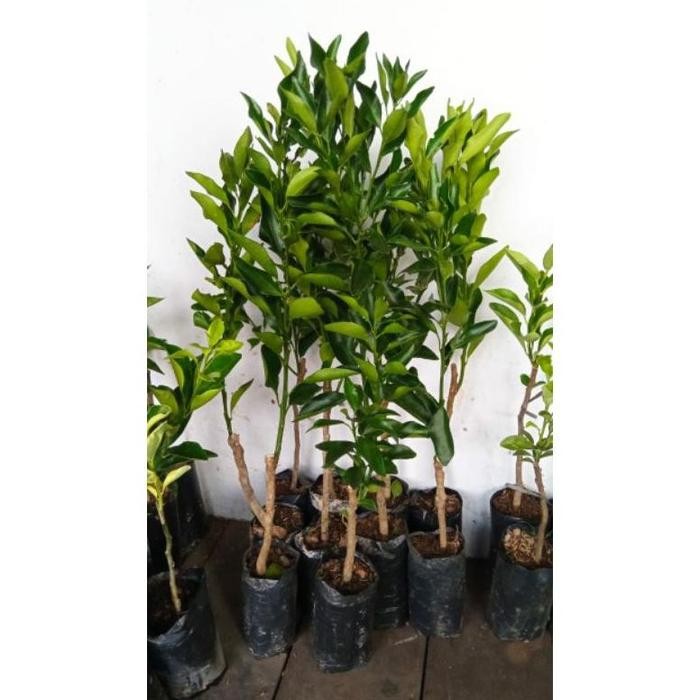 

Bibit jeruk madu susu