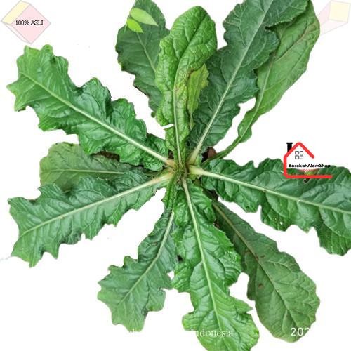 

Daun Tapak Liman Segar Per Lembar Gempur Batu