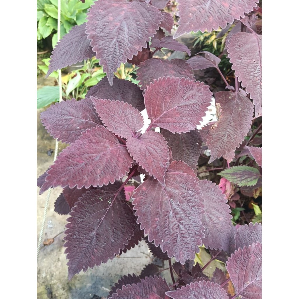 

. Daun jawer kotok miania segar 1000 gram