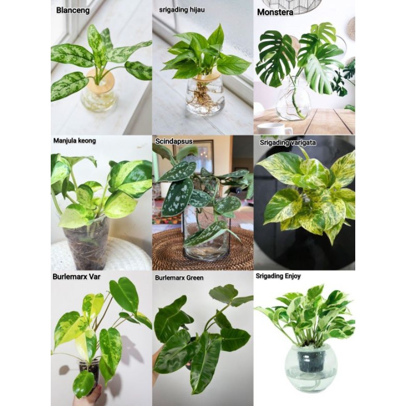 Tanaman hias bisa hidup diair - tanaman indoor