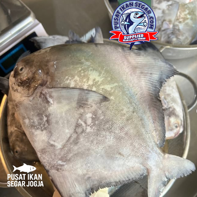 

Ikan Bawal Laut Segar 1kg - Kirim Cepat - Daging Putih Tebal - Tanpa Pengawet - Siap Masak Restoran