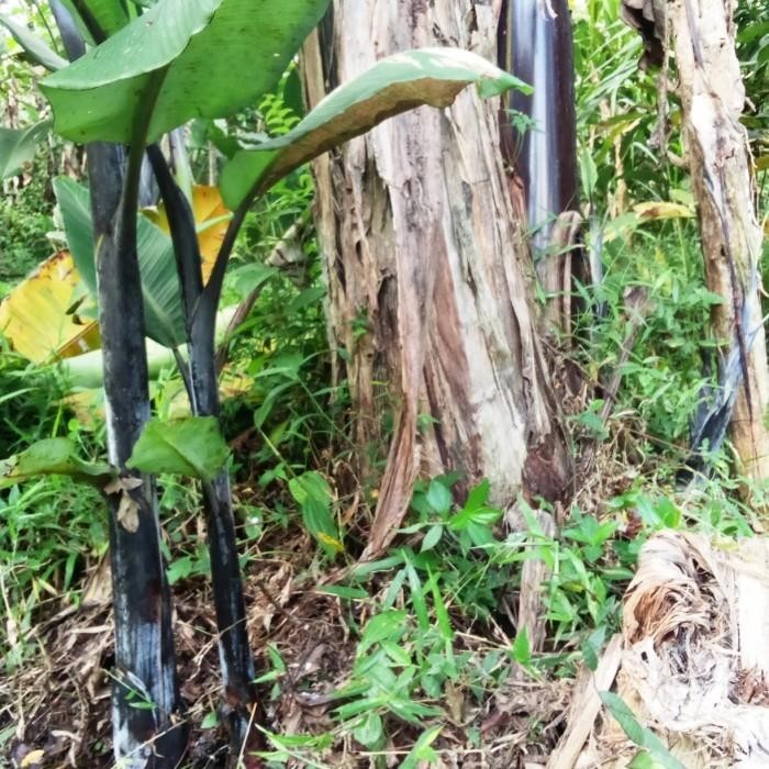 Bibit pisang Manggala hitam/klutuk wulung