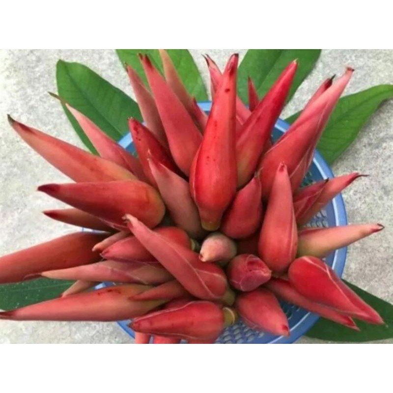 

Bunga Kecombrang merah segar/pcs [GRATIS ONGKIR]