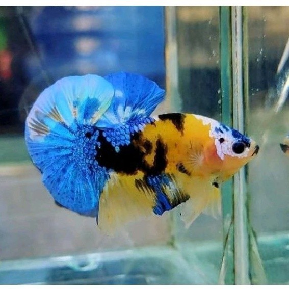 

stiker anomali Benih cupang Multi color 1bln ( beli 10 bonus pakan ) multicolor multi color multy