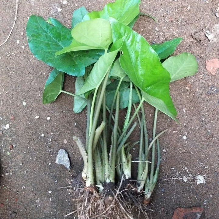 BIBIT TALAS JEPANG TALAS SATOIMO || SANGAT MUDAH TUMBUH || HARGA PER BATANG [GRATIS ONGKIR]