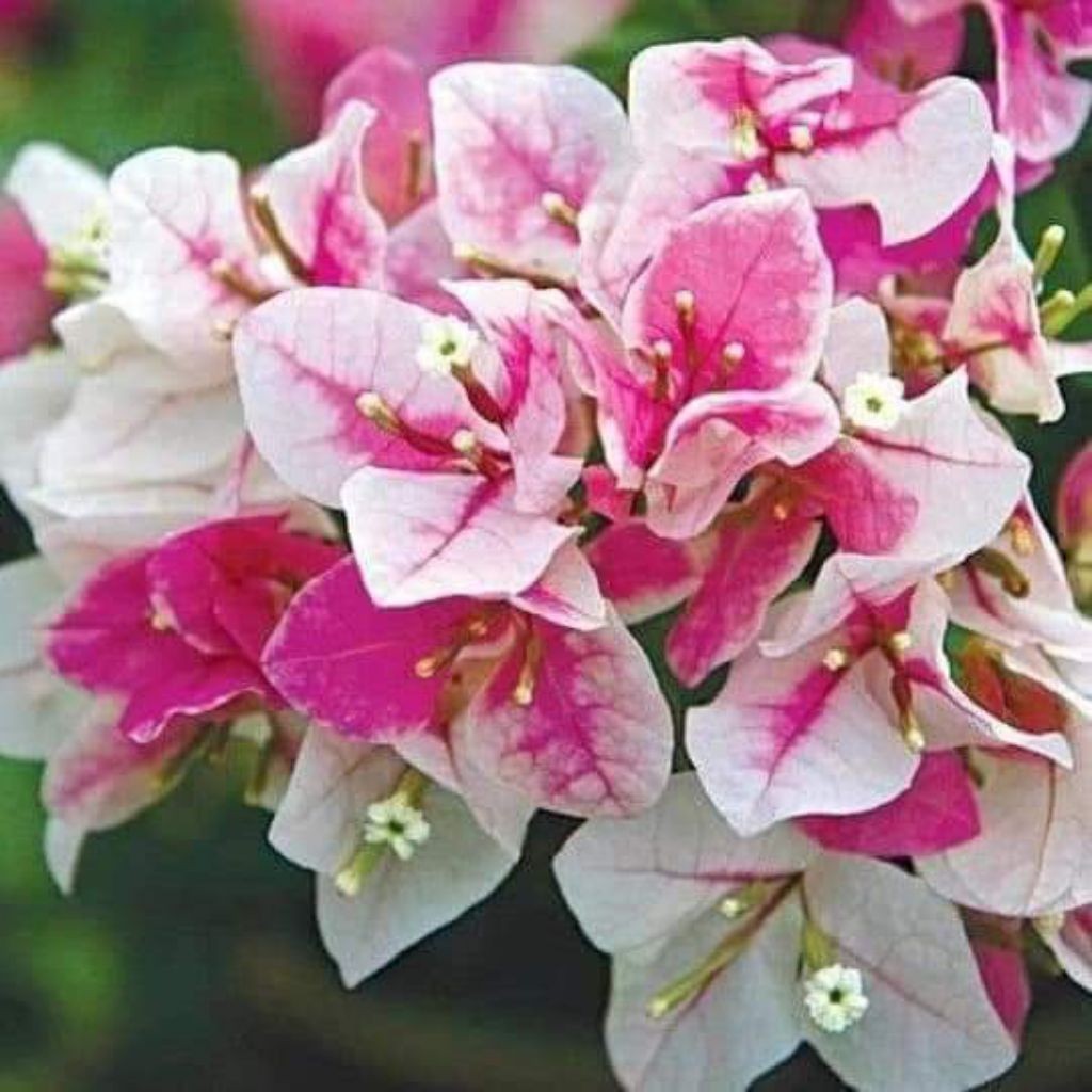 bougenville sakura ice cream