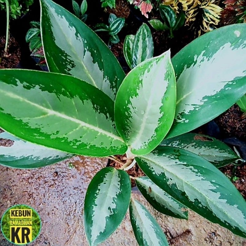 Tanaman Hias [BISA COD]Aglonema Sifon Tanaman Hidup Tanaman Berukuran Besar Cocok Untuk Hiasan Ruang