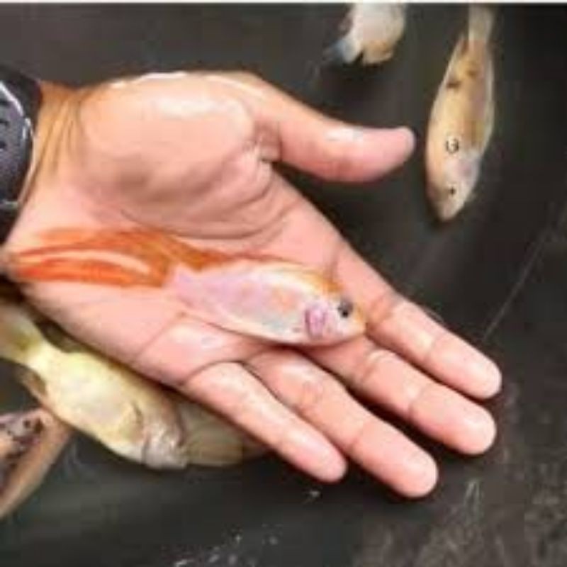 bibit nila kumpay hias cantik isi 1