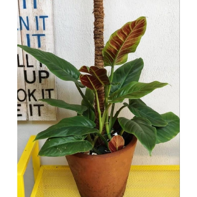Tanaman Hias Philodendron Subhastatum - philo Subhastatum