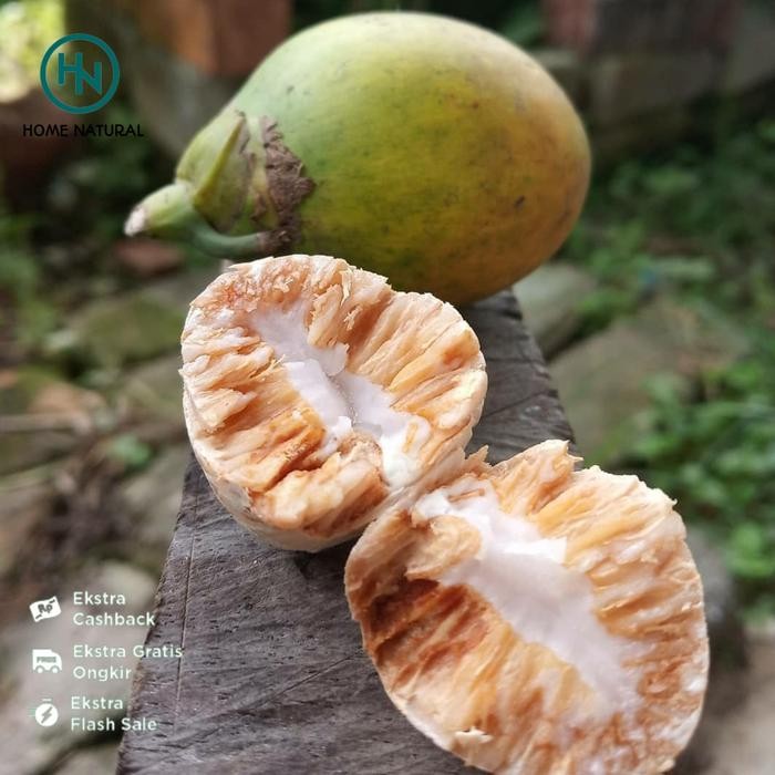 

Buah pinang tua atau buah jambe tua 500gram - Herbal buah pinang/jambe