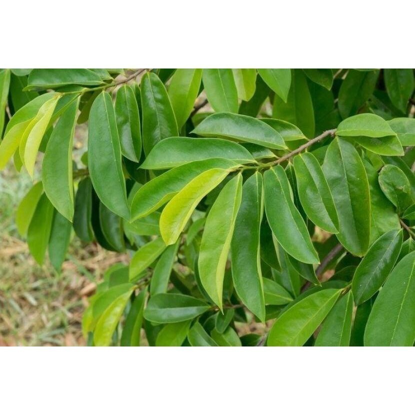 

cod daun sirsak seger fresh pengobatan tradisional 100 lembar ,TS