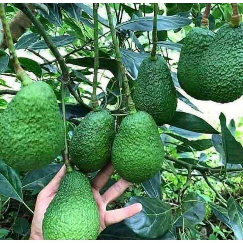 Bibit Alpukat Hass