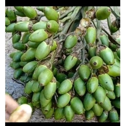 

Redy Buah punang muda sgar 1 kg buah sakti .