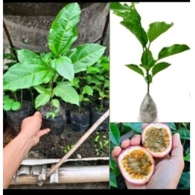 Bibit konyal' tanaman markisa