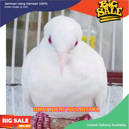 burung perkutut putih kapas mata merah pilihan rawatan limited