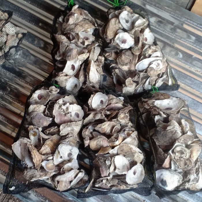 

[[ K23 - BEST SELLER OYSTER KULIT KERANG MEDIA FILTER KOLAM ISI 2 KG PLUS JARING ]]