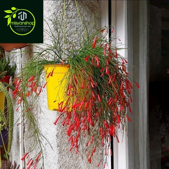 tanaman hias air mancur Tanaman hias hidup