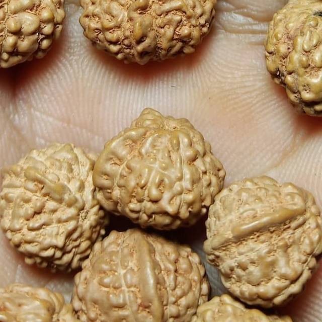 JENITRI RUDRAKSHA GANESHA BERCULA Baru