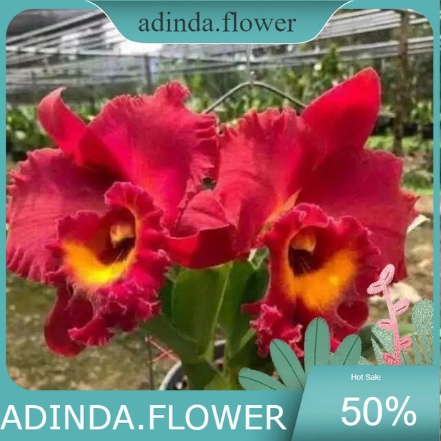 Anggrek Catleya Merah Berkualitas bunga besar