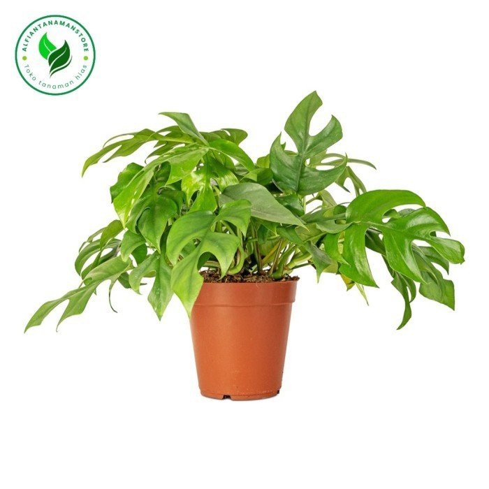 Tanaman Hias Monstera Tetrasperma + Pot - Monstera Raphidopora Tetrasperma Plus Pot