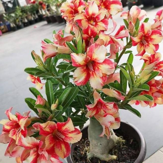 benih bunga kamboja/adenium bunga tumpuk/tanaman hias hidup kemboja adenium/bunga taman benih/rumah
