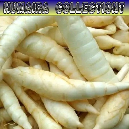 

Umbi Garut Segar 1 kg Obat Asam Lambung - Umbi Terigu Fresh Humaira Collectiont