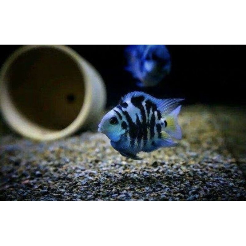 Ikan Cichlid Convict Blue Pollar Parrot Balloon | Blue Polar Parot Balon