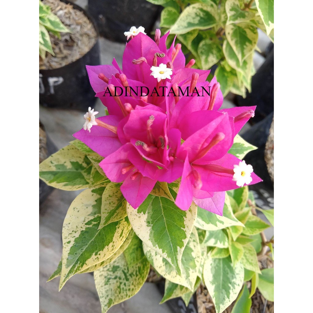 A.T. Tanaman Hias Bougenville Singapore Jewel Pink