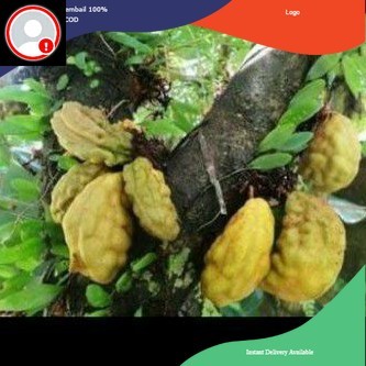 

Buah Nam Nam/Buah Pukih/Pokih Per 1 buah