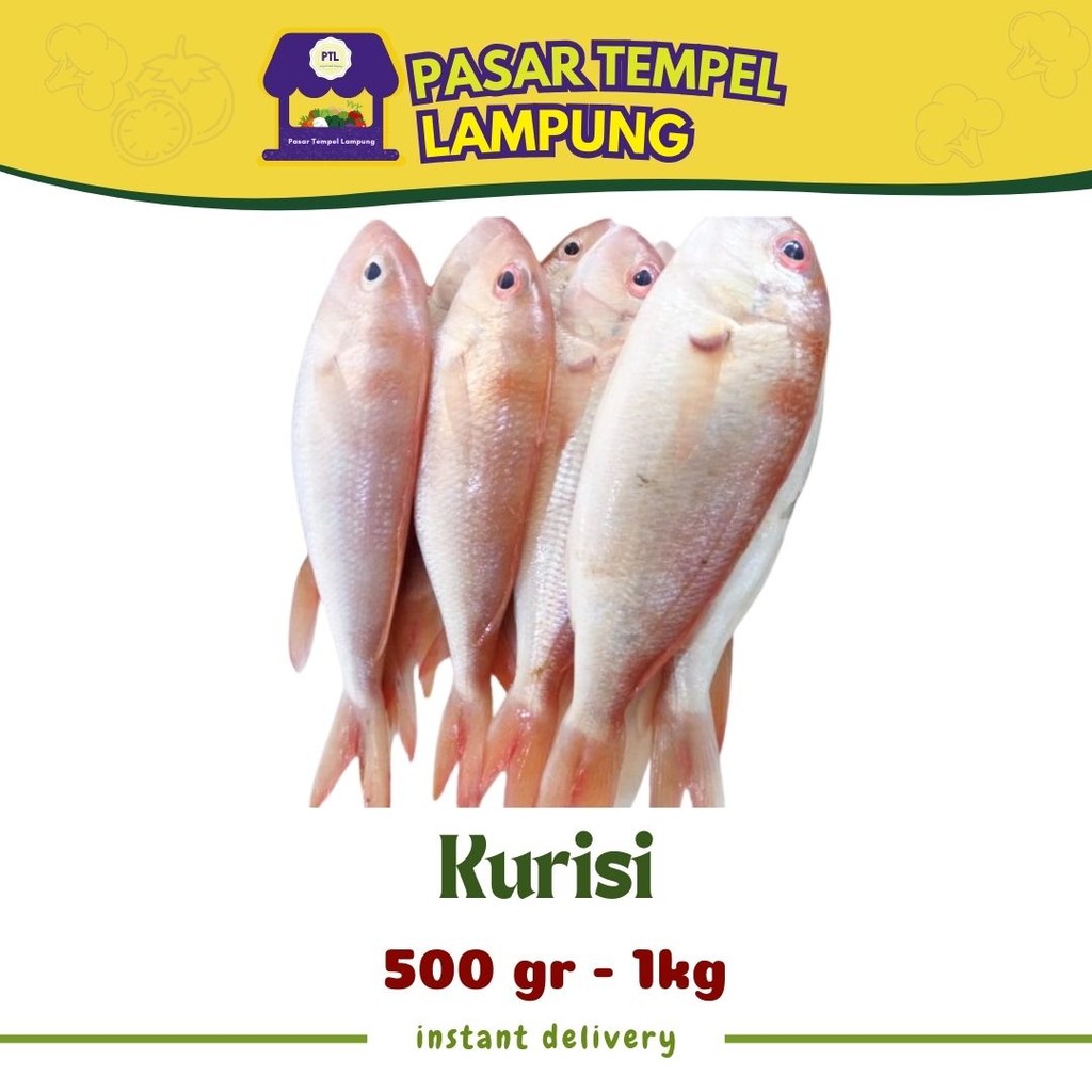 

Ikan Laut Ikan Krisi Ikan Kurisi Seafood Pasar Lampung Ikan Segar