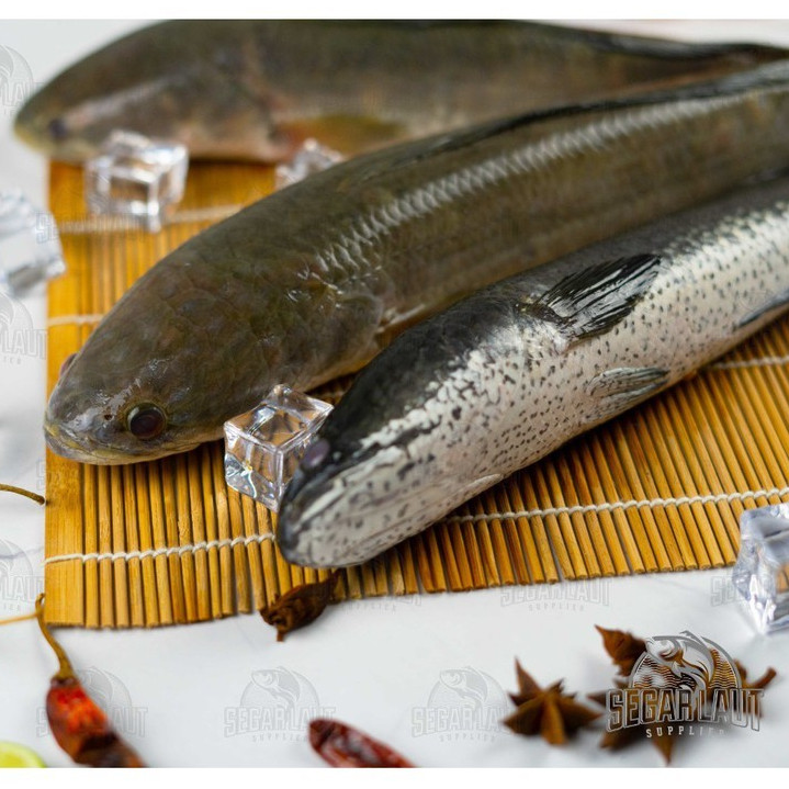 

IKAN GABUS / KUTUK SEGAR FRESH
