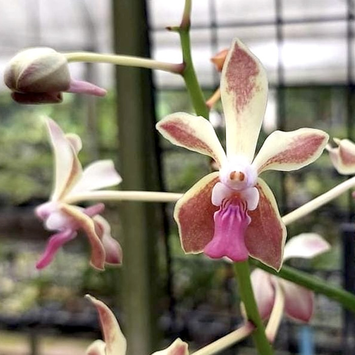 BUMI ORCHIDS (Vanda falcata x Vanda denisoniana) x Vanda lamellata - Anggrek Koleksi