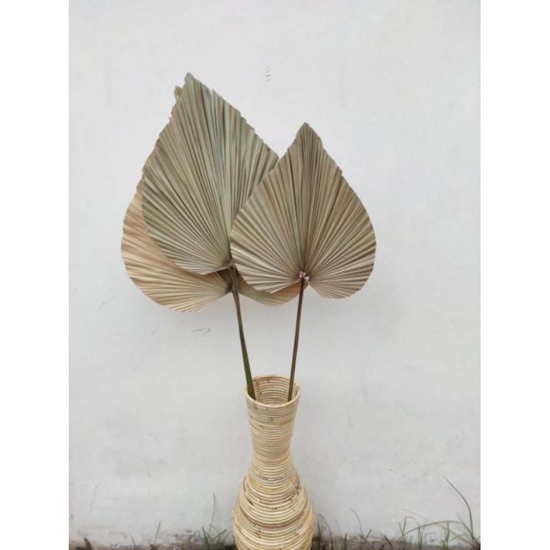 Daun Palm Kering Natural Daun Palem Kering Dekorasi