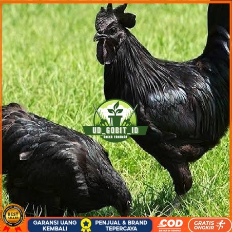 

Telur ayam hias cemani lidah hitam fertil asli siap ditetaskan - ayam cemani UD_GOBIT_ID