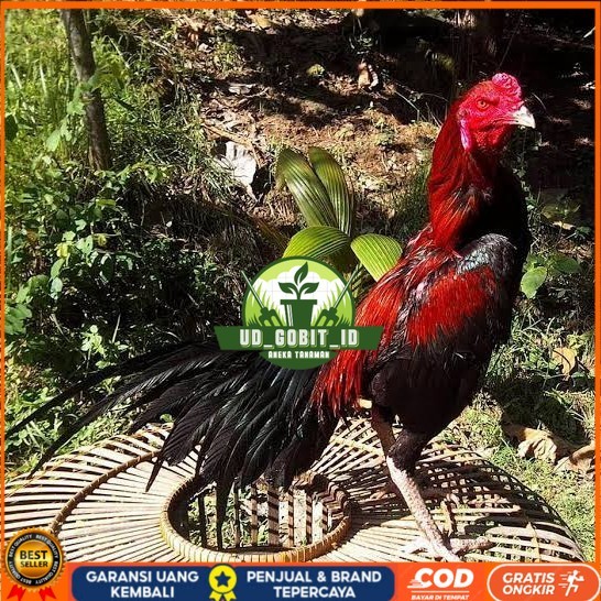 

Telur ayam bangkok ekor lidi / telur ayam hias fertil siap kirim UD_GOBIT_ID