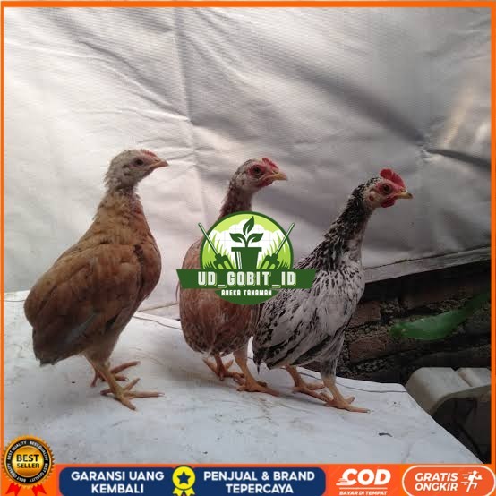

Telur ayam tukung / telur ayam hias / telur fertil asli UD_GOBIT_ID