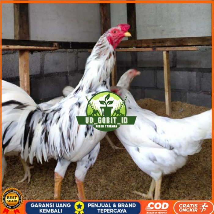

Telur ayam fertil sensi petelur handal siap ditetaskan - ayam sensi UD_GOBIT_ID