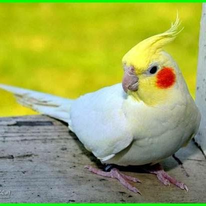 FALK AUSTRALIA LUTINO /SATUAN