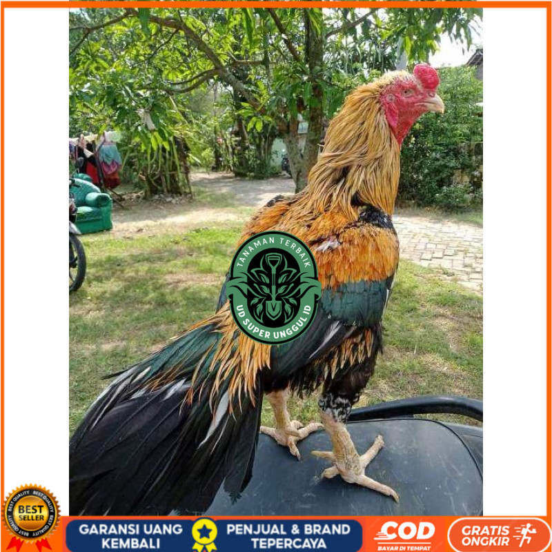 TELUR FERTIL AYAM BANGKOK KLASIK JUMBO UNTUK DI TETASKAN UD_SUPER_UNGGUL_ID